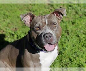 Mutt Dogs for adoption in Ojai, CA, USA