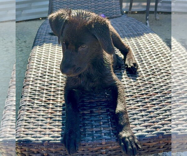Medium Photo #3 Mutt Puppy For Sale in Denton, TX, USA