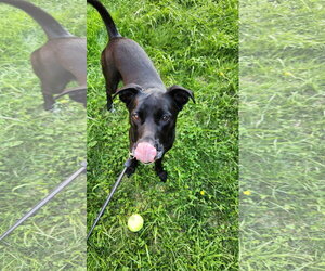Nova - Female American Pit Bull Terrier-Labrador Retriever Mix Dog for Adoption - Photo #2