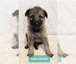 Small Photo #2 German Shepherd Dog Puppy For Sale in CULLMAN, AL, USA
