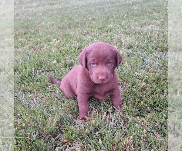 Medium Photo #11 Labrador Retriever Puppy For Sale in GREENWOOD, WI, USA