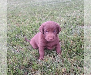 Medium Labrador Retriever