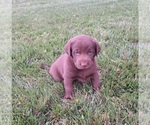 Puppy Cocoa Labrador Retriever