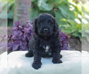 Goldendoodle Puppy for sale in NEW ENTERPRISE, PA, USA