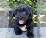 Small #5 Lhasa-Poo
