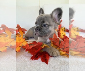 French Bulldog Puppy for sale in MORENO VALLEY, CA, USA