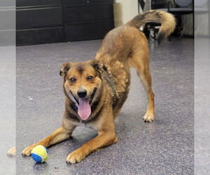 German Shepherd Dog Dogs for adoption in Anchorage, AK, USA