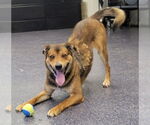 Small German Shepherd Dog
