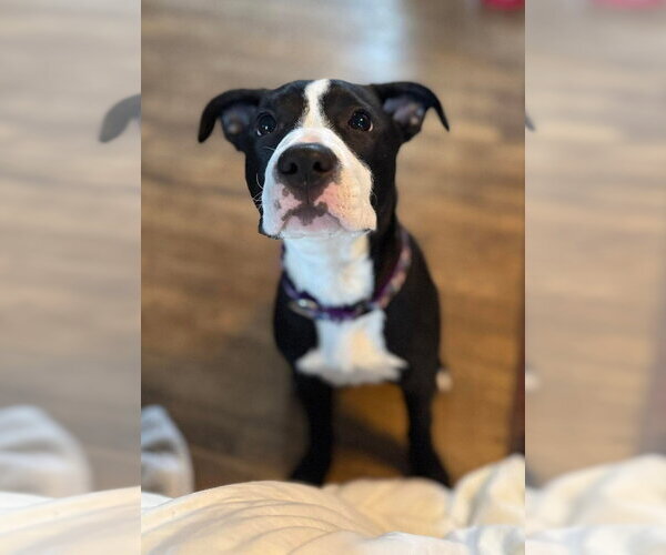 Medium Photo #1 Mutt Puppy For Sale in Wenonah, NJ, USA