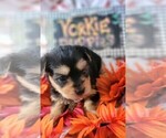 Small #2 Yorkshire Terrier