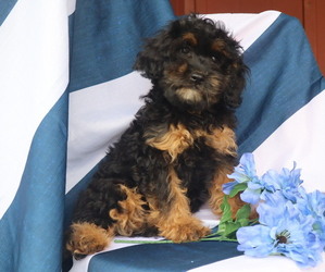 Cavapoo Puppy for sale in THORP, WI, USA