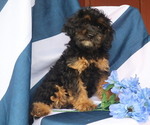 Image preview for Ad Listing. Nickname: Noble