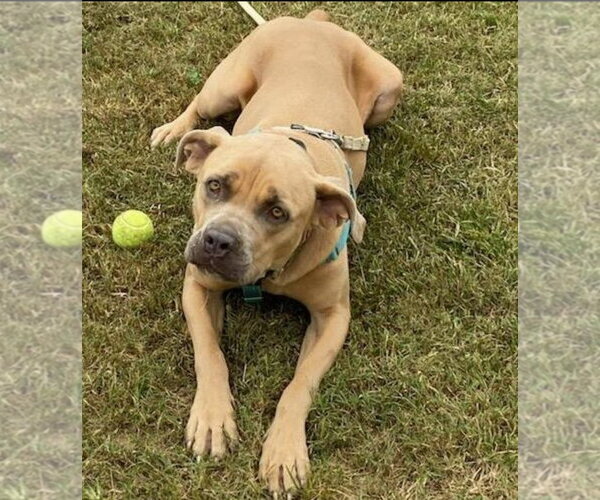 Medium Photo #7 Mutt Puppy For Sale in Cape May, NJ, USA