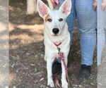 Small #5 Labrador Retriever Mix