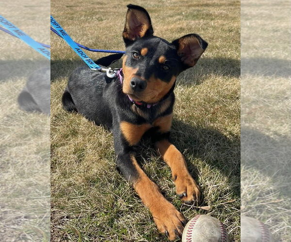 Medium Photo #2 Black Mouth Cur-Rottweiler Mix Puppy For Sale in Gilberts, IL, USA