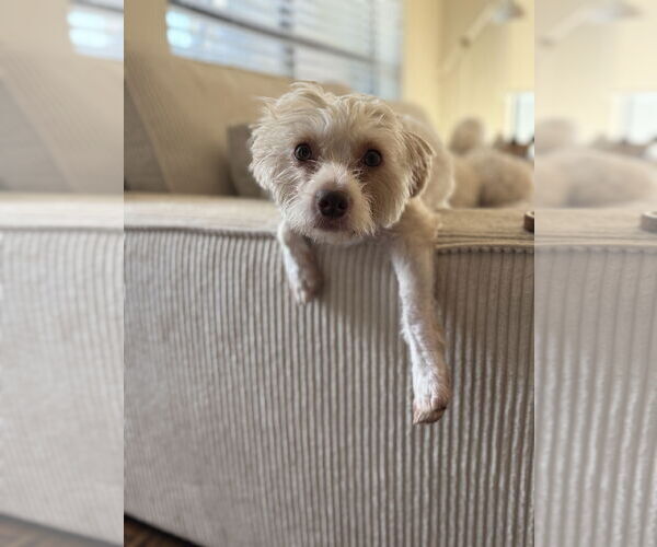 Medium Photo #3 Mutt Puppy For Sale in Houston, TX, USA