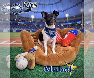 Chihuahua-Unknown Mix Dogs for adoption in Arcadia, FL, USA