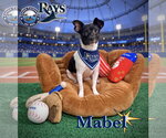 Mabel - Female Chihuahua-Unknown Mix Dog for Adoption - Small photo