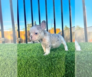 French Bulldog Puppy for sale in BEVERLY HILLS, CA, USA