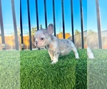 Small French Bulldog