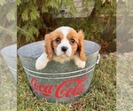 Small #2 Cavalier King Charles Spaniel