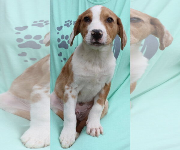 Medium Photo #1 Catahoula Leopard Dog-Labrador Retriever Mix Puppy For Sale in Prattville, AL, USA