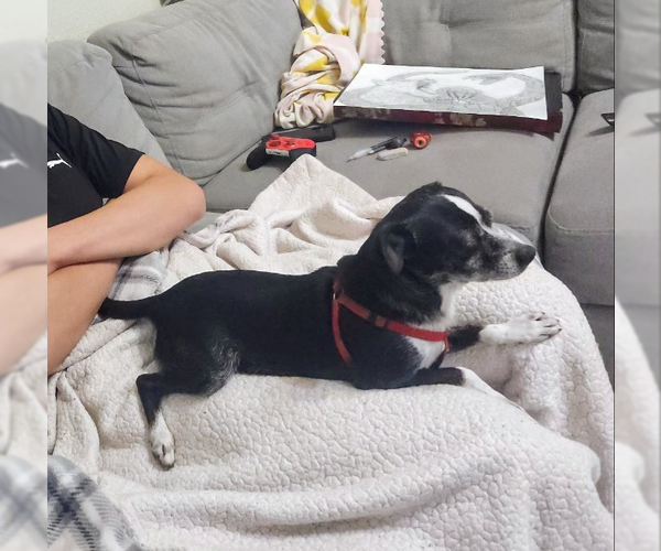 Medium Photo #1 Chihuahua Puppy For Sale in San Antonio, TX, USA