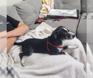 Chihuahua Dogs for adoption in San Antonio, TX, USA