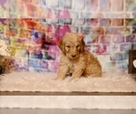 Small Photo #11 Goldendoodle Puppy For Sale in LAKE MARY, FL, USA