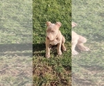 Small Photo #2 American Bully Puppy For Sale in WASHINGTON, DC, USA