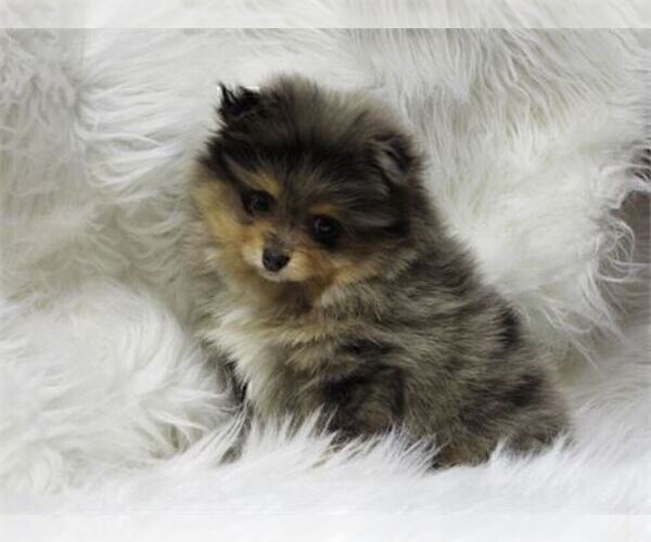Medium Photo #4 Pomeranian Puppy For Sale in PEMBROKE PINES, FL, USA