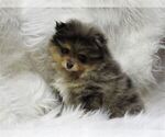 Small #3 Pomeranian