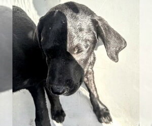 Labrador Retriever-Unknown Mix Dogs for adoption in Houston, TX, USA