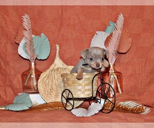 Chihuahua Puppy for Sale in CHARLESTON, Arkansas USA