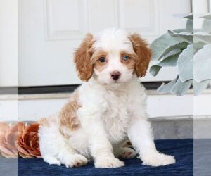 Cavapoo Puppy for sale in NARVON, PA, USA