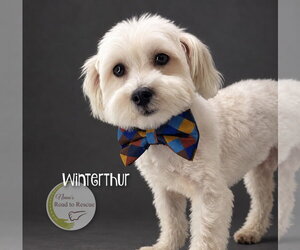 Maltese Dogs for adoption in Benton, LA, USA