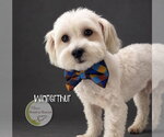 Winterthur - Male Maltese Dog for Adoption - Small photo