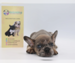 Small Photo #2 French Bulldog Puppy For Sale in ROSWELL, GA, USA