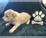Small Photo #4 Border Collie Puppy For Sale in GIDDINGS, TX, USA