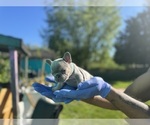 Small #18 French Bulldog