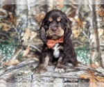 Small #2 Cocker Spaniel