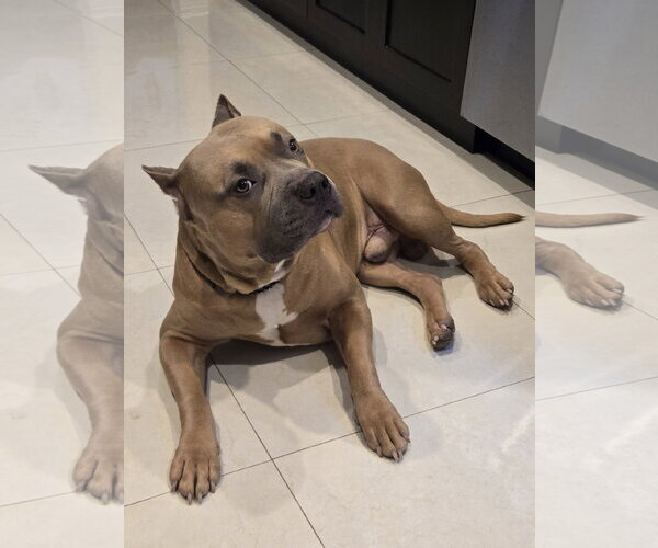 Medium Photo #2 American Staffordshire Terrier Puppy For Sale in Miami, FL, USA