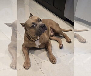 COURTESY POST: Bane - Male American Staffordshire Terrier Dog for Adoption - Photo #2