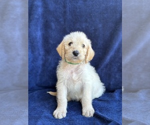 Medium Labradoodle