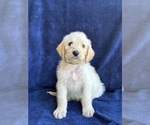 Puppy Puppy 2 Labradoodle