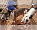 Small Photo #2 Mutt Puppy For Sale in Los Lunas, NM, USA