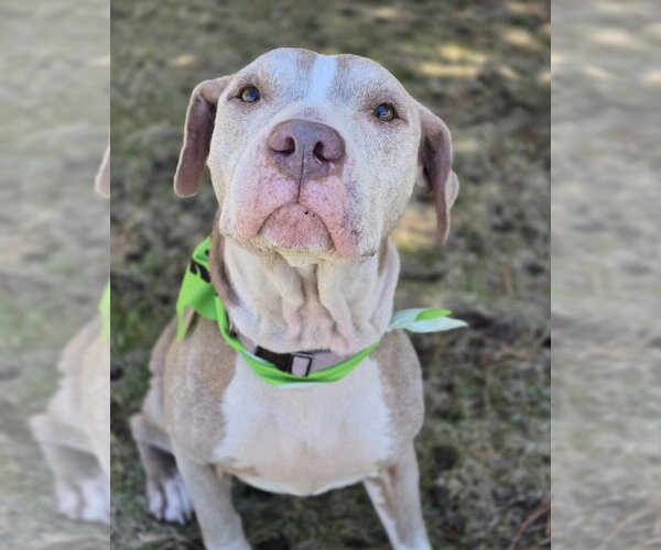 Medium Photo #9 American Staffordshire Terrier-Unknown Mix Puppy For Sale in Lakewood, CO, USA