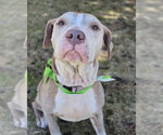 Small #8 American Staffordshire Terrier Mix