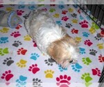 Small #7 Shih Tzu
