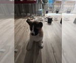 Puppy Atlas Akita